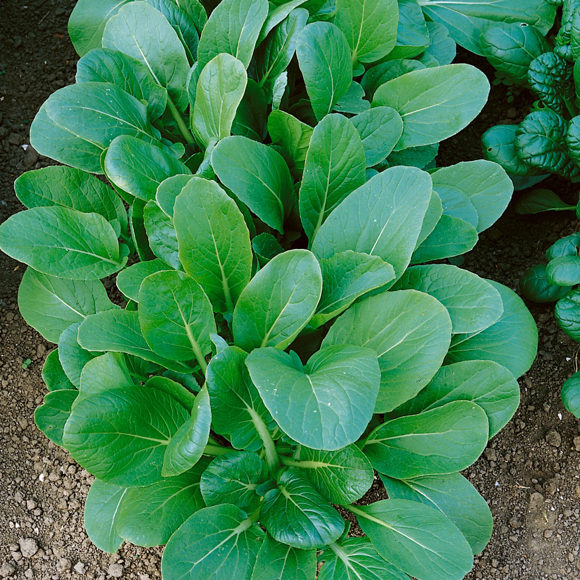 Organic Black Knight Tat Soi Mustard Seeds - 1 Lb -Garden, Microgreens